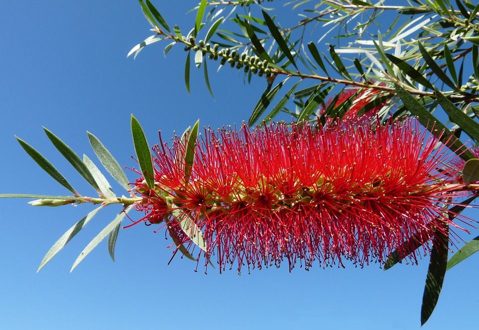 Vibrant red bottlebrush flower with green leaves against a clear blue sky.