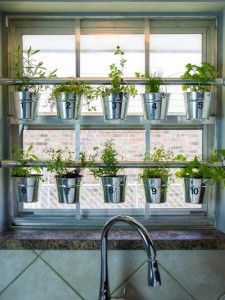 Fresh herbs in silver pots displayed on a rack in a kitchen window.