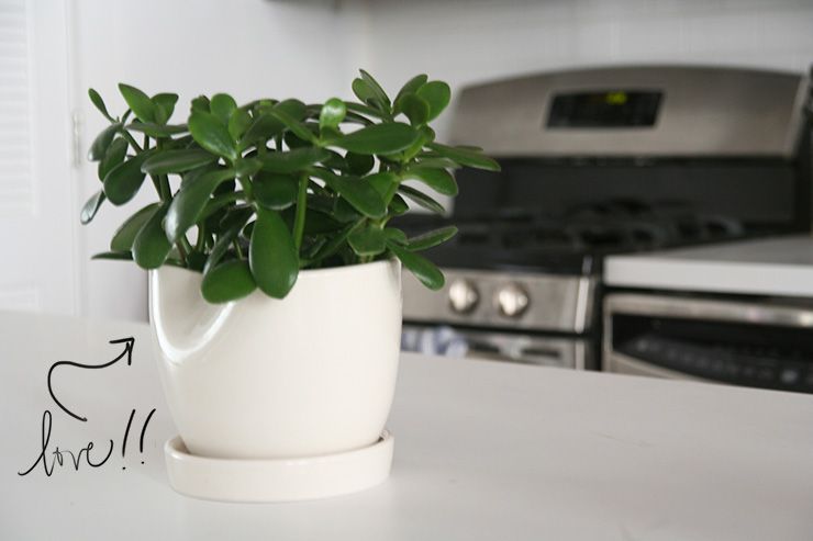 Small green houseplant in a white pot on a kitchen counter near a stainless steel stove.