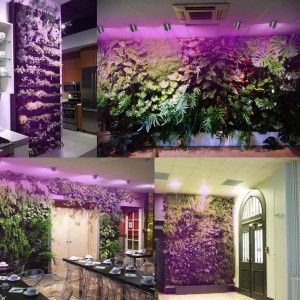 Four indoor vertical gardens featuring lush plants illuminated by purple grow lights.
