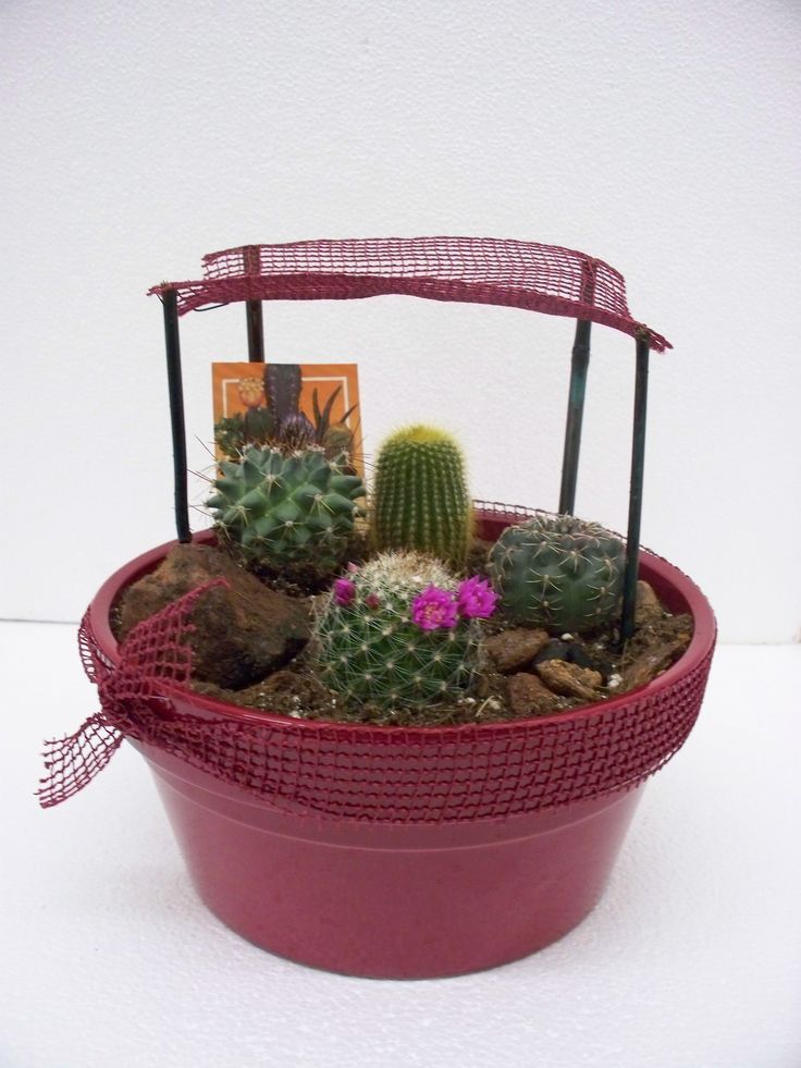 Assortment of cacti with a pink flower in a red decorative pot with arch.
