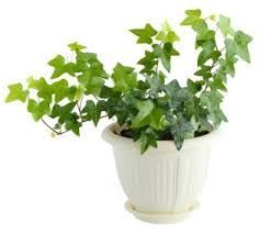 A healthy green ivy plant with vibrant leaves growing in a decorative white pot.