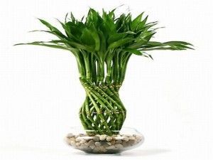 Lucky bamboo plant with spiral stalks in a clear glass bowl with pebbles.