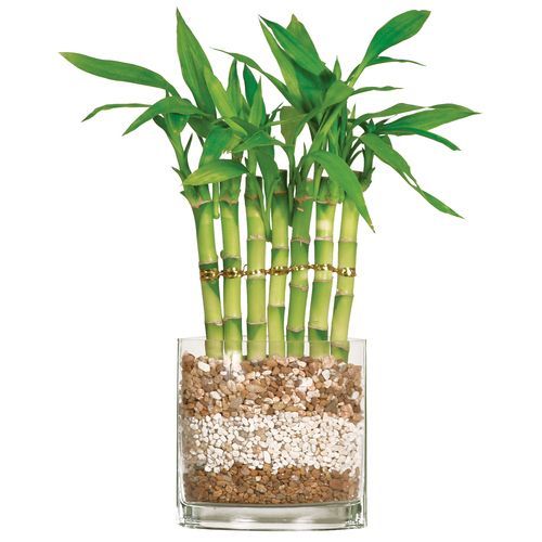 Green lucky bamboo plant in a clear glass vase with layered decorative pebbles.