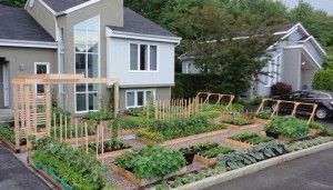make_your_own_kitchen_garden_blog_e2b5b77e03 (1).jpg