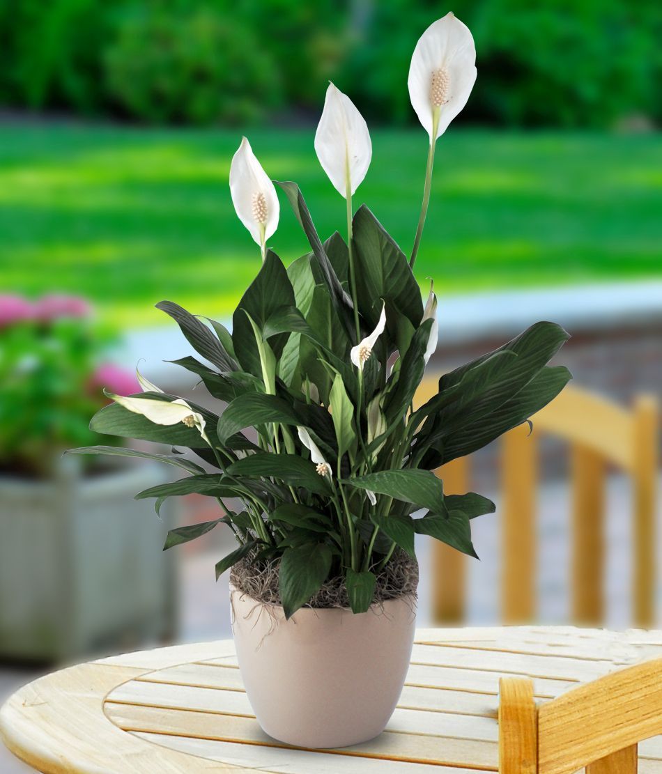 Elegant potted Peace Lily with white flowers and lush green leaves on an outdoor table.