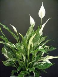Peace lily plant with variegated green and white leaves and white spath-like flowers blooming.