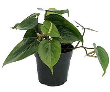Small potted plant with dark green, heart-shaped leaves in a black pot.