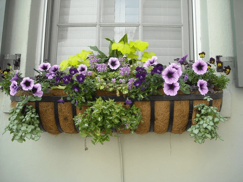 Purple petunias and green plants fill a decorative window box mounted under a white window.