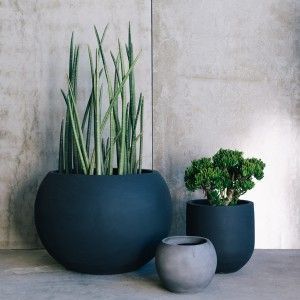 Three modern gray planters with green plants, including a snake plant, against a concrete wall.